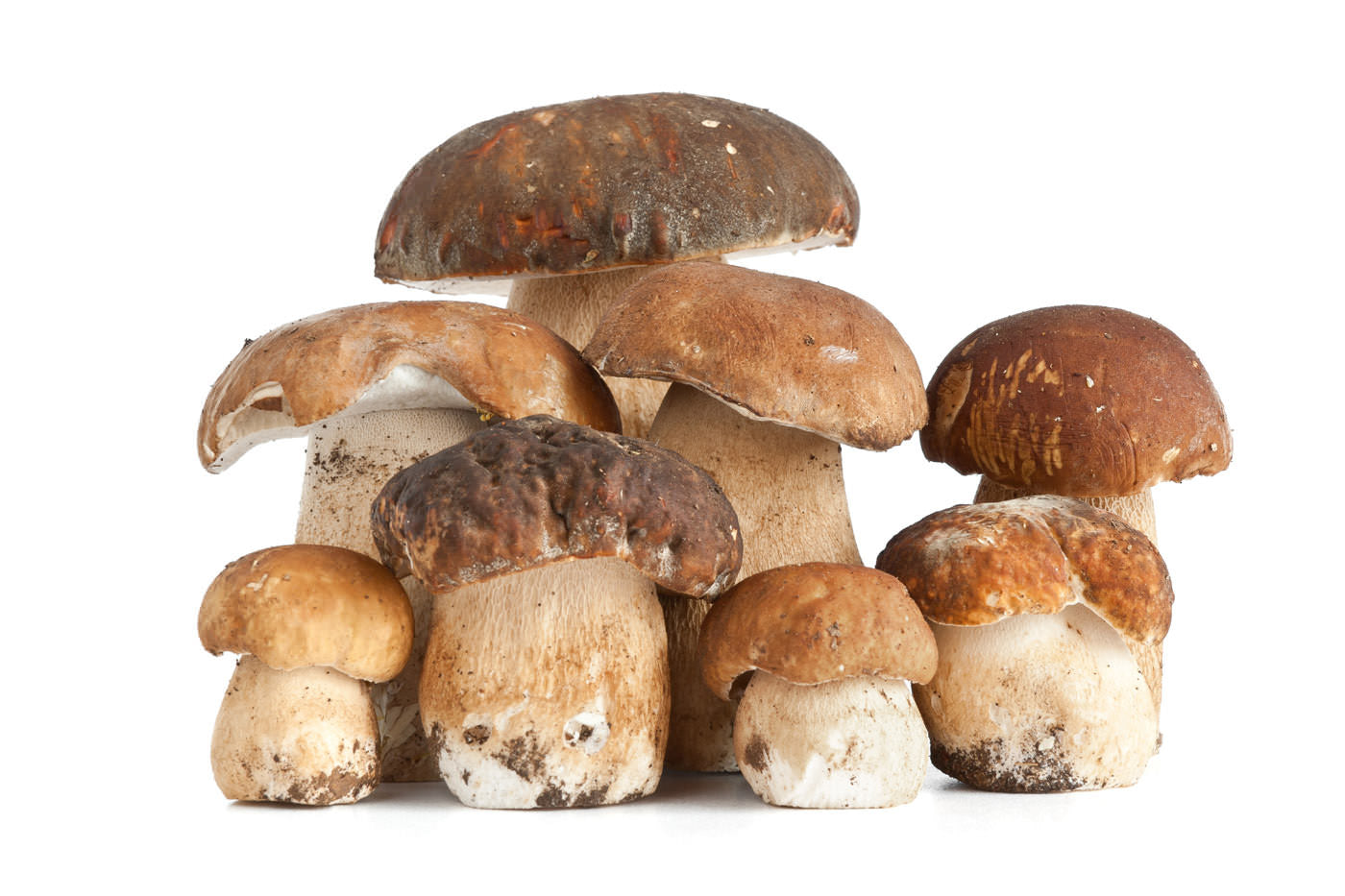 Funghi Porcini Tagliati In Vaso Fungo