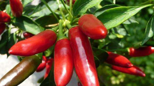 Peperoncini Piccanti Freschi Calabresi Igp