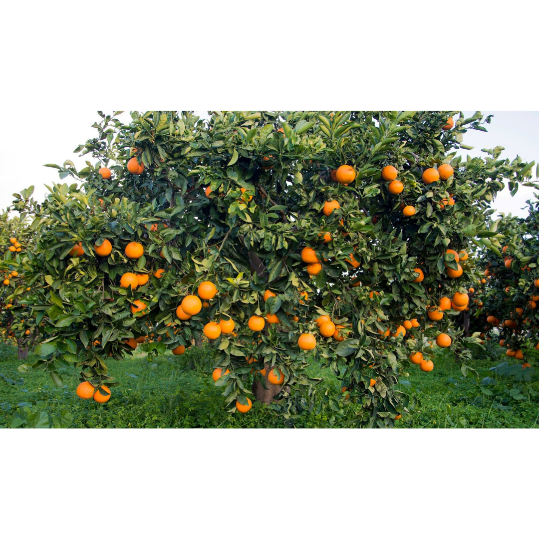 arance-albero__02