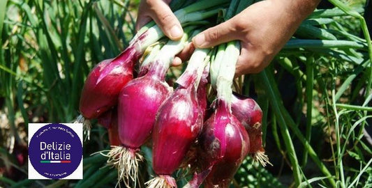 cipolla_tropea-2