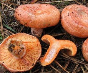 foto2-funghi-rositi-lactarius-delicius-giovani-e1475510644393