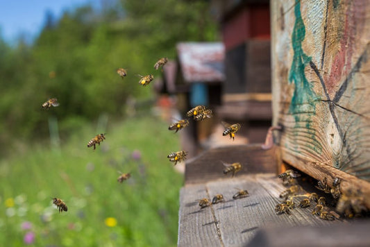 Miele Millefiori di Calabria