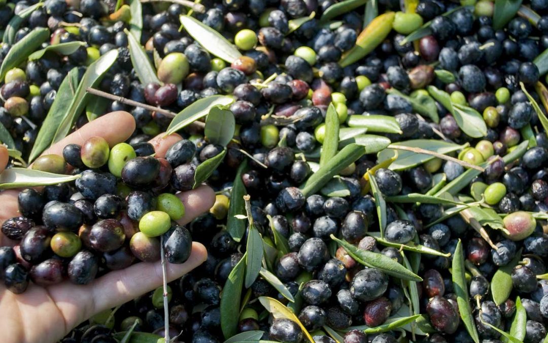 Olio al 100% Extravergine d'oliva Delizie d'Italia Iclusa Latta