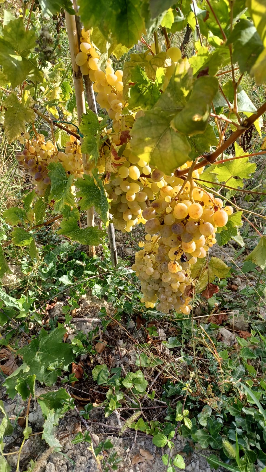 Vino Bianco Mare Del Sud Delizie D'Italia