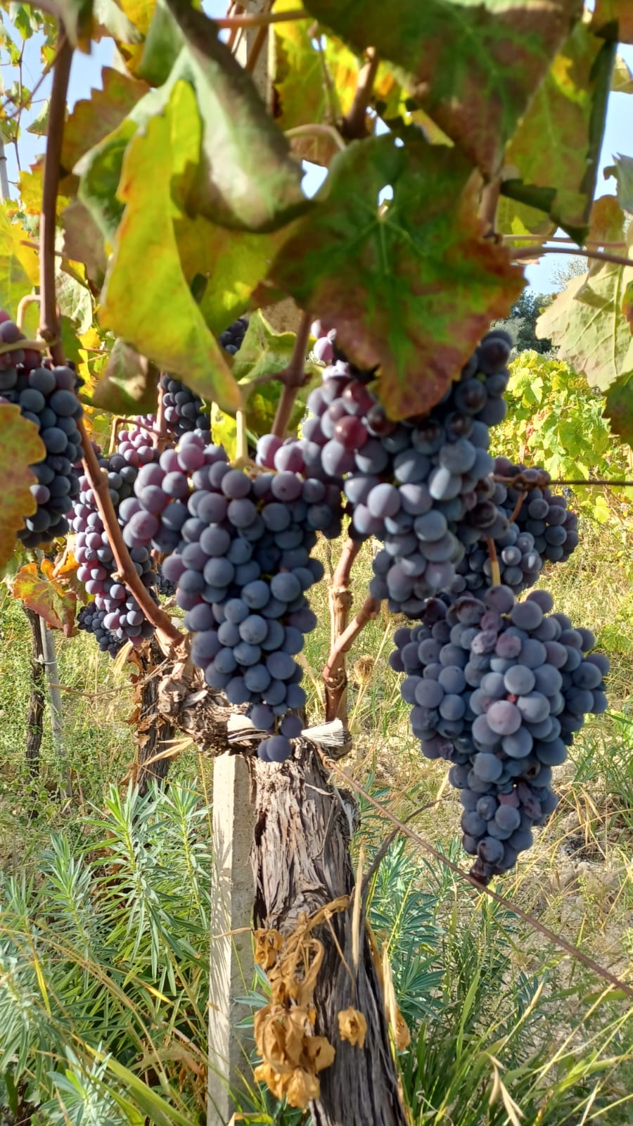 Vino Rosso Rosa Nascente Delizie D'italia Certificato