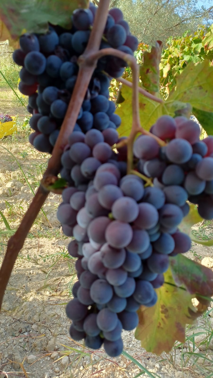 Vino Rosso Etna Delzie d'Italia 1 Litro
