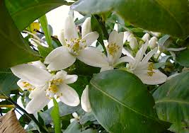 Miele Fiori Di Zagara di Calabria