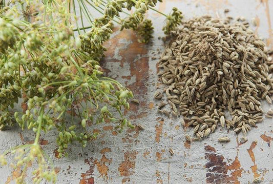 Finocchietto selvatico