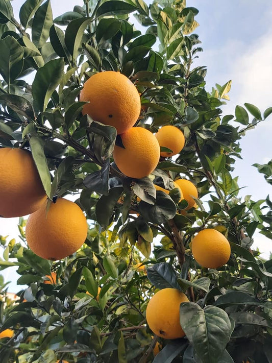 arance-albero