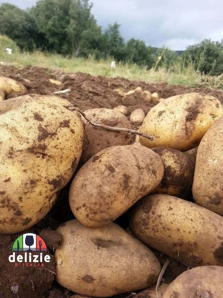 patata-aspromonte-canol